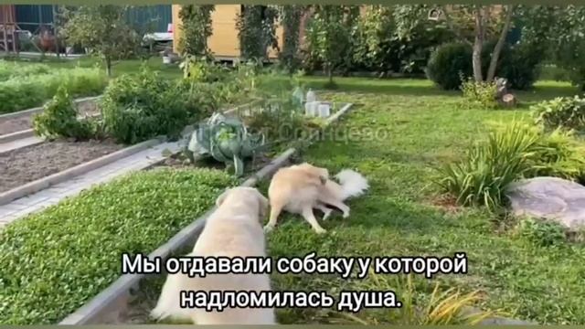 Вот и пролетел год приютской собаки в новом доме. Отдавали мы совсем другого пса