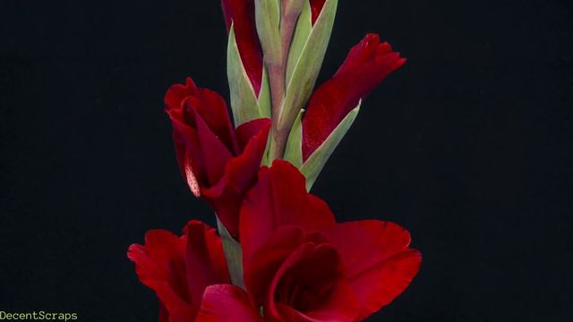 Gladiolus blooming, Time lapse смотреть онлайн