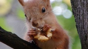 Белки такие разные