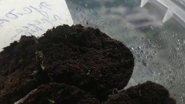 Эустома Арена Ред взошла 100 процентов!!! смотреть онлайн