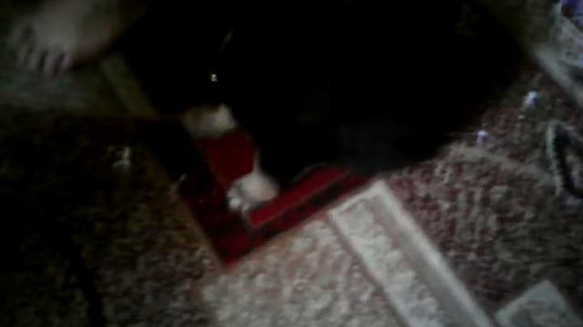 Чистокровна німецька овчарка смотреть онлайн