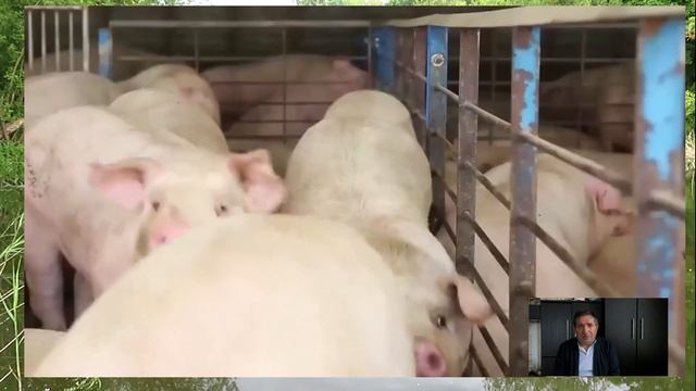 Тайна американских диких кабанов: почему их не едят? смотреть онлайн