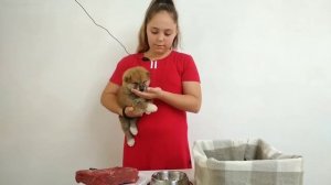 Первый прикорм щенка.