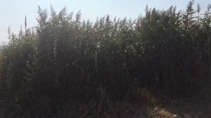 Строгановка,место лечения псориаза.