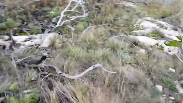 Странные деревья. смотреть онлайн