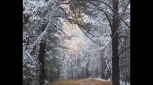 Видео лекторий «Достопримечательности Курганской области»  Памятник природы «Чудо дерево»