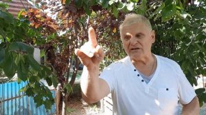 Какой лучше подвой для сливы