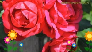 Роза плетистая Пол Скарлет. Краткий обзор, описание характеристик, где купить саженцы