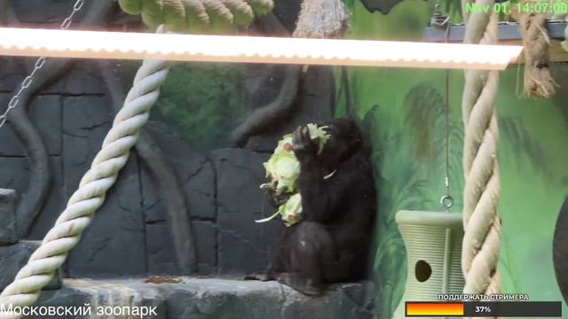 Центр Москвы – осень в Московском зоопарке смотреть онлайн