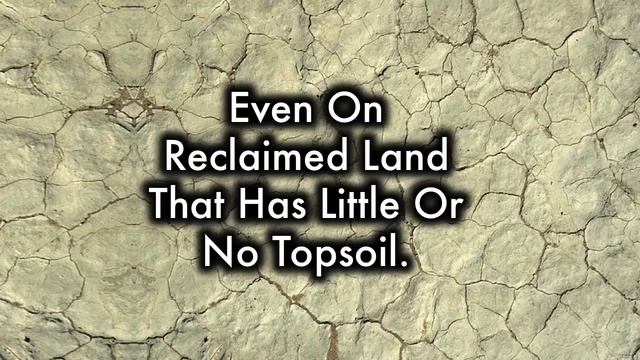 This is What Happens When You Put Earthworm in Your garden soil смотреть онлайн