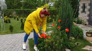 Какие туи посадить для живой изгороди))) или наше приключение