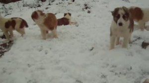 щенки 3 месяца на прогулке