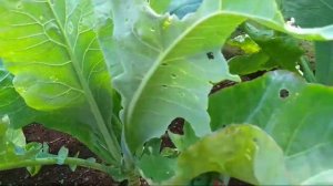 ?Не завязывается? цветная капуста,☝️пробую,проверяю один метод!!