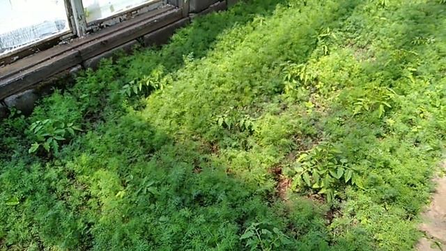Укроп. Выращивание укропа в грядке и теплице. Вопрос экспертам??? Проблемы выращивания укропа.