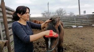 Как быстро вычесать репейник(колючки) у лошади?
