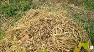 Сажаю клубнику в приствольные круги