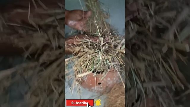 java sparrow nesting meterial | java sparrow breeding | new java sparrow entry | java bird in telag смотреть онлайн