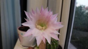 Цветок кактуса распускается.