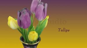 Time-lapse of Opening Purple and Yellow Tulips.