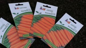 Посев моркови "под одеяло"