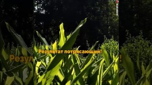Человек, который вырастил лес!