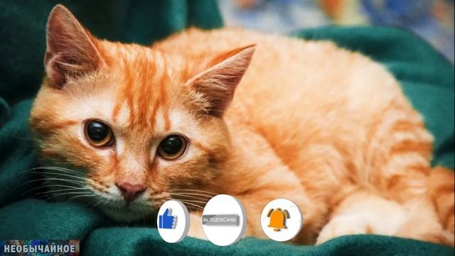 Правда ли, что Рыжие Кошки Самые Ласковые? ¤ НЕОБЫЧАЙНОЕ смотреть онлайн