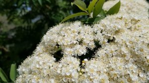 Рябина кудрявая.