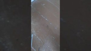 Протяжка пола в хрущёвке. Частично избавляемся от скрипа. Демонстрация одного из способов протяжки.
