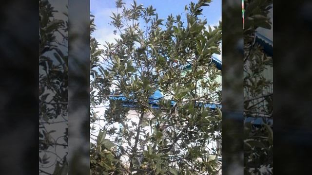 Кушаем черемуху соседей смотреть онлайн