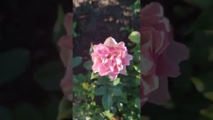 Ред Ай и Бурбон Стрит rosebushes.ru  саженцы роз
