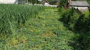 Реальный расход топлива мотокоси Витязь БГ-4500