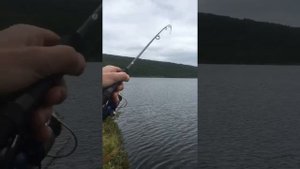 Ловля кумжа на бомбарду