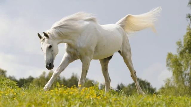 Про БЕЛУЮ зебру (Галина Банько & Елена Александренко & Тамара Школина) смотреть онлайн