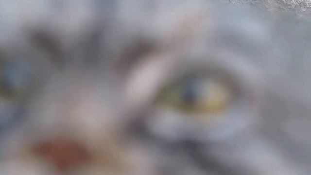 Любопытный манул / Палласов кот смотреть онлайн