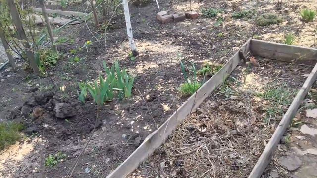 отвечаю на вопросы по гортензиям смотреть онлайн