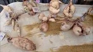 Как сохранить клубни георгинов  и луковицы гладиолусов до весны.