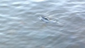 Рыба мутант на канале имени Москвы! Или рыба солитер.