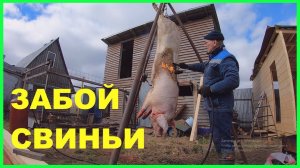 ЗАБОЙ БОЛЬШОГО белого ПОРОСЁНКА.