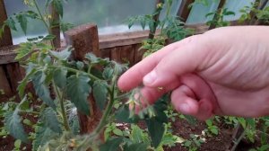 Подкормка растений борной кислотой.