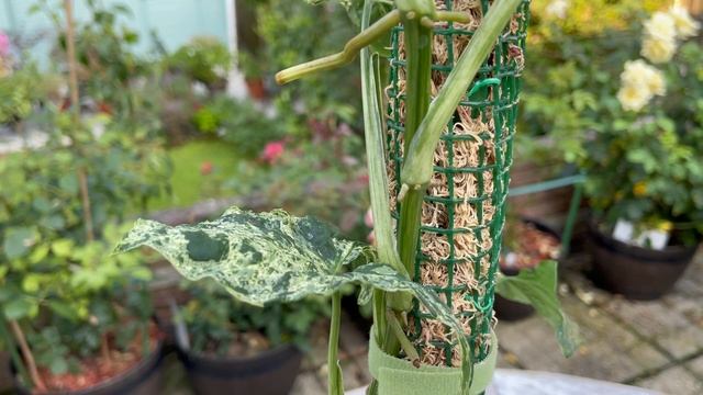Propagating Syngonium Mottled Mojito | What is the Best Medium For Propagation