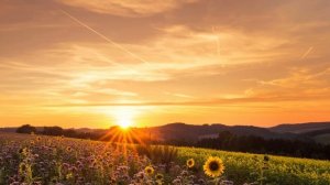 Утро в лесу. Пение птиц. Музыка для медитации. 3 часа