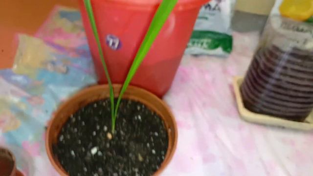 Финики из косточки|| Пересадка фиников год спустя 1 марта 2024 #финики #1марта #1марта2024