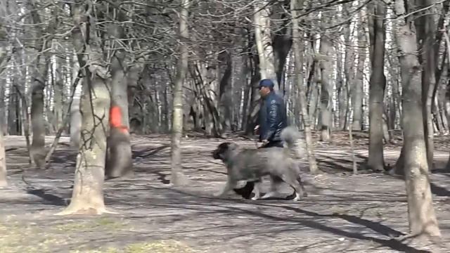 Поведение собак. Влияние типа конституции на темперамент и движения собаки