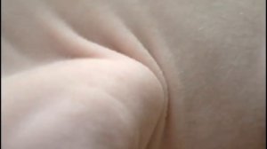 Донской сфинкс  описание породы