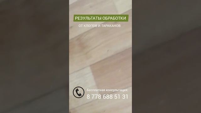 Результаты обработки от клопов и тараканов в общежитии смотреть онлайн