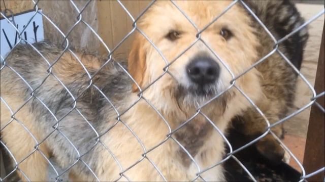 Собака рыжая как осень... смотреть онлайн