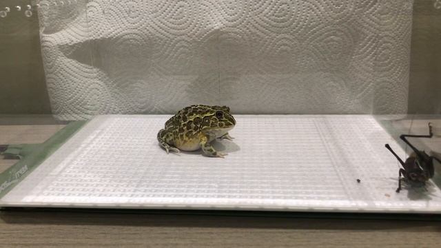 Африканская лягушка-бык против гигантских кузнечиков 洲牛蛙 vs 巨型蚱蜢现场喂养警告 смотреть онлайн