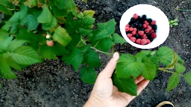 Покраснели первые Ягодки??? Малины сорта ШАПКА МОНОМАХА!!! Моя Характеристика. 6 сентября 2022г.? смотреть онлайн