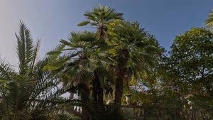 Оркестр Поля Мориа Сборник Лучших Мелодий  - Paul Mauriat Collection