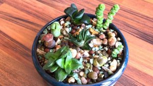 Композиции из Суккулентов/Мини-садики в горшках/Уход, Полив